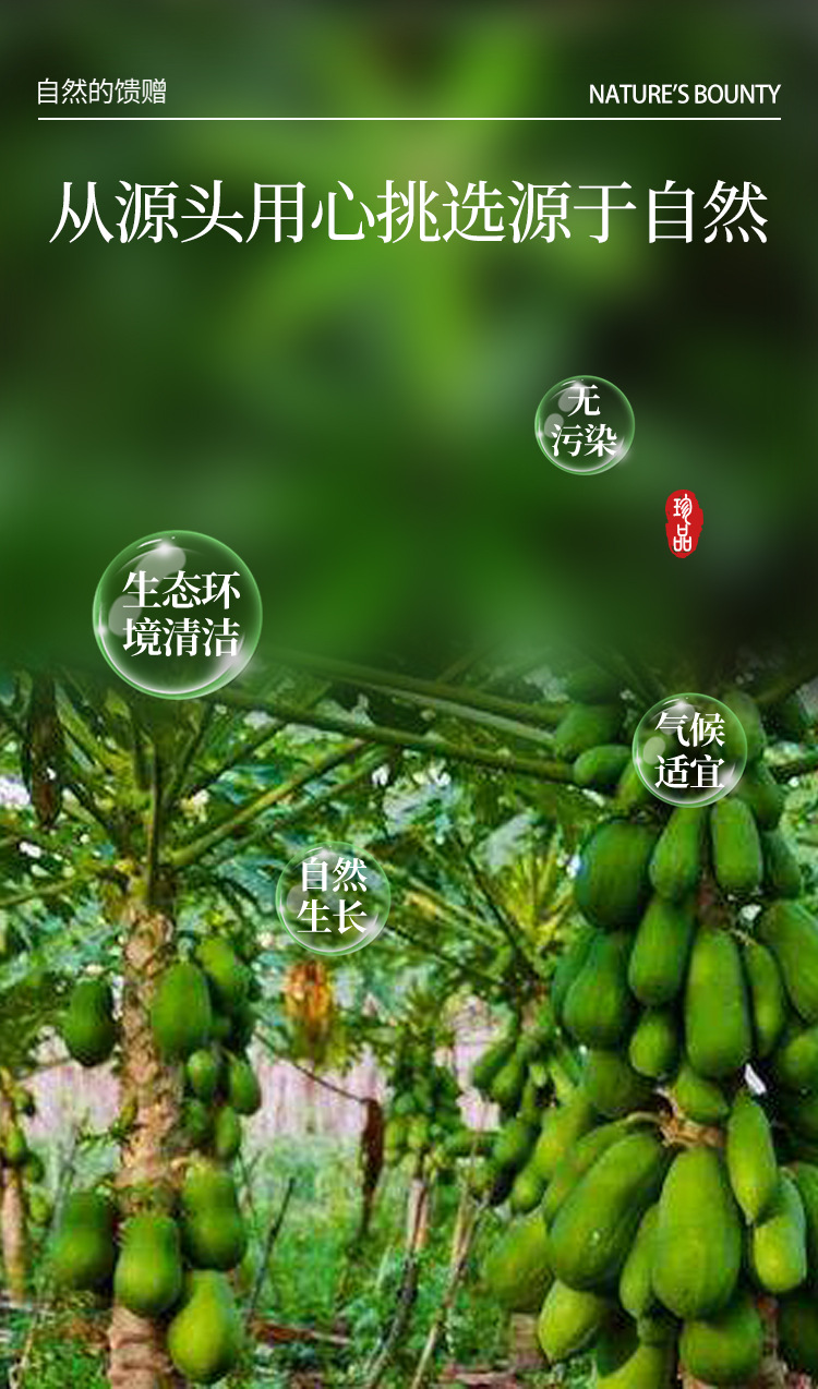 中华药都珍品 干木瓜丝初级农产品的选购与价值