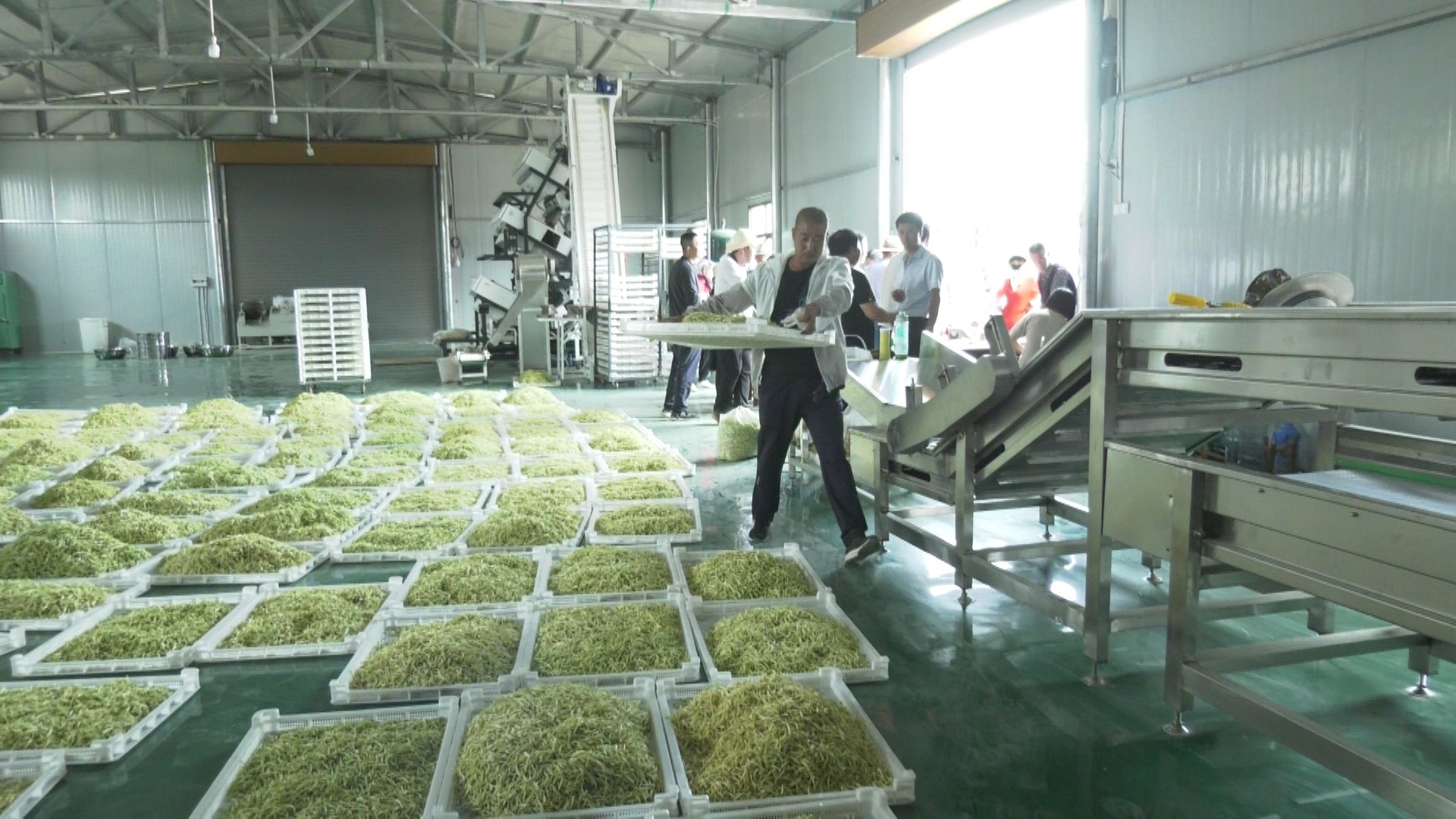 金银花开黄土塬 津甘共谱振兴曲——东西协作助力初级农产品产业化升级之路