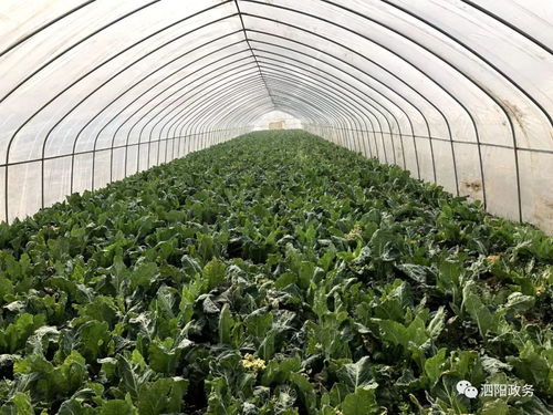 公益助农战疫情丨泗阳滞销农产品，盼你来帮忙