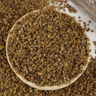 云南大理洱源县苦荞麦 优质初级农产品批发指南